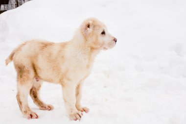 ayakta köpek yavrusu