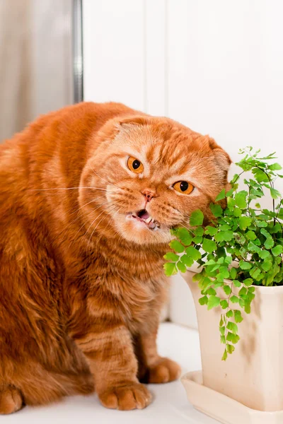 Scottish fold cat — Stock Photo, Image