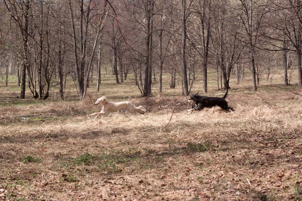 Correr perros orientales —  Fotos de Stock