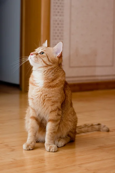 Zázvor mourovatá kočka — Stock fotografie