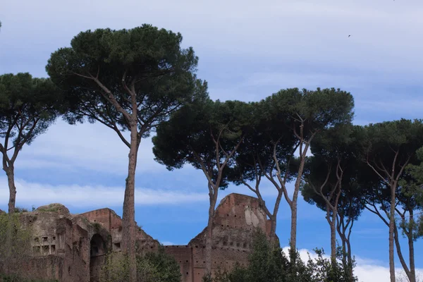 Steen-pijnbomen voor ruines — Stockfoto