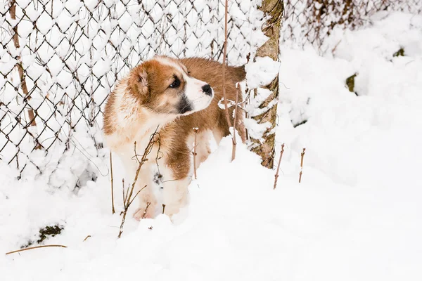 서 있는 강아지 — 스톡 사진