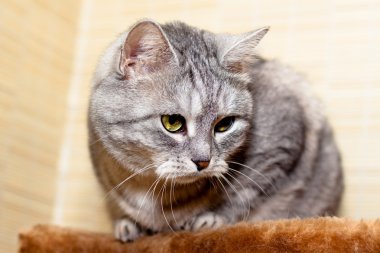 crey tekir kedi