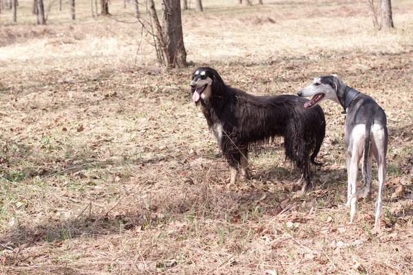 Standing oriental hounds — Stock Photo, Image