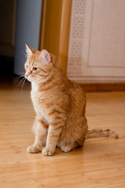 Ginger tabby gato —  Fotos de Stock