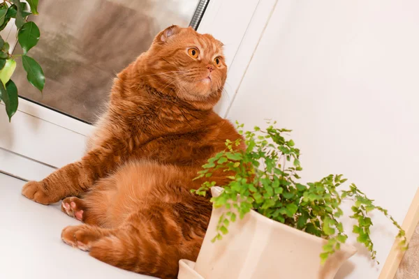 Scottish fold cat — Stock Photo, Image