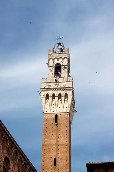 Siena tower — Stock Photo, Image