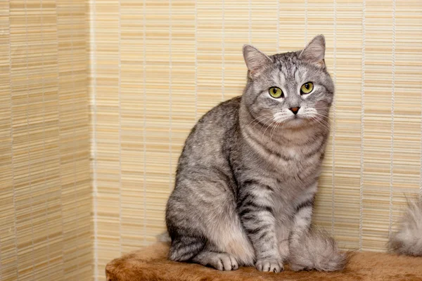 Crey gato tabby — Foto de Stock