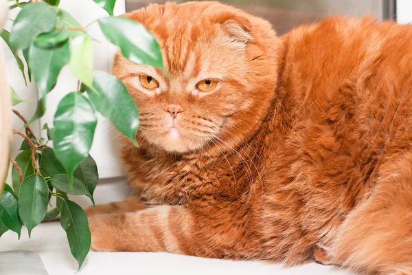 Scottish fold cat — Stock Photo, Image