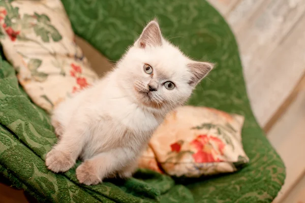 Gatito blanco —  Fotos de Stock