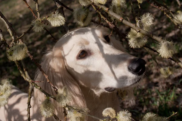 Saluki y flores —  Fotos de Stock