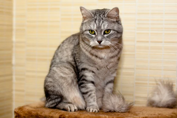 Crey mourovatá kočka — Stock fotografie