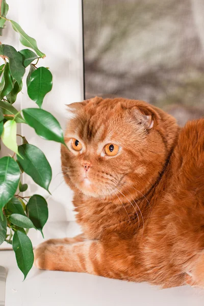 Scottish fold cat — Stock Photo, Image