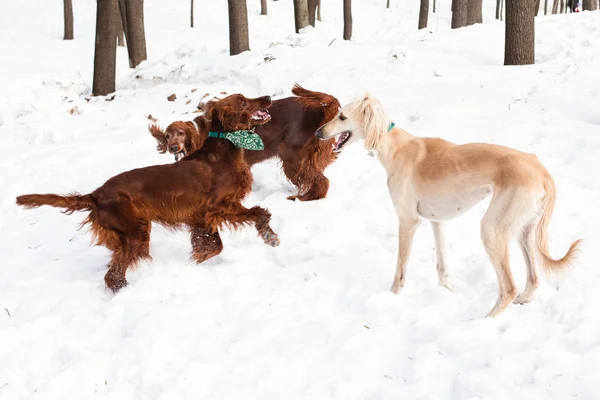 Setters irlandais et chien — Photo