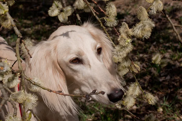 Saluki y flores — Foto de Stock