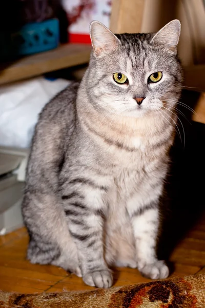 Crey Tabby-Katze — Stockfoto