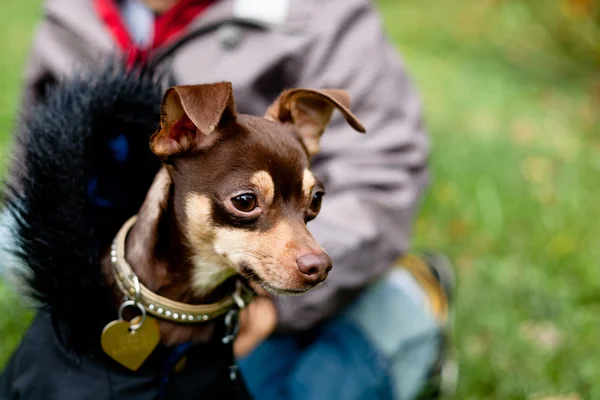 Sitting toy terrier in black coat — Stock Photo, Image