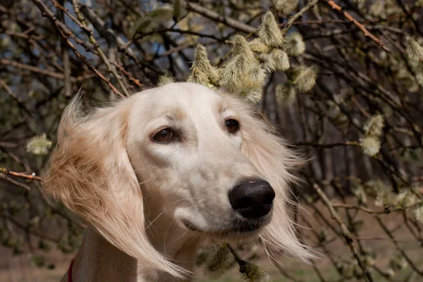 波斯猎犬和鲜花 — 图库照片