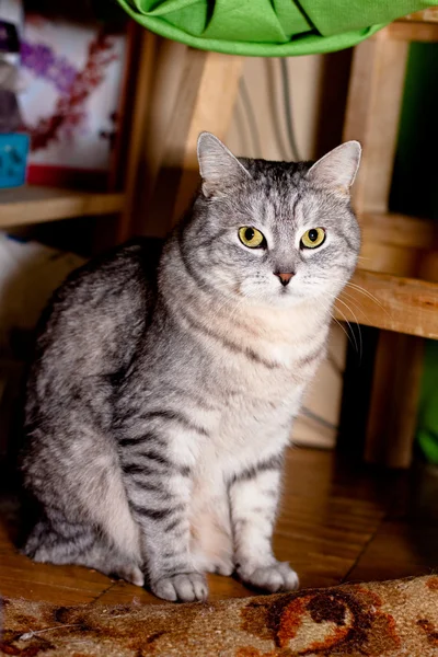 Crey tabby gato — Fotografia de Stock