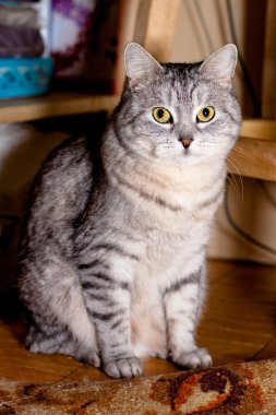 crey tekir kedi