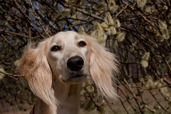 Saluki ve çiçekler — Stok fotoğraf