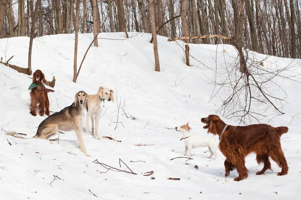 Five dogs meeting — Stock Photo, Image