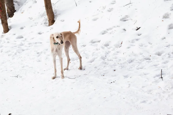 Vit hund — Stockfoto