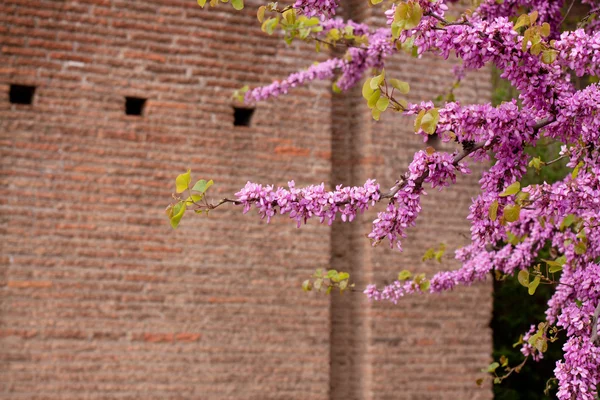 Staré zříceniny a růžové květy — Stock fotografie