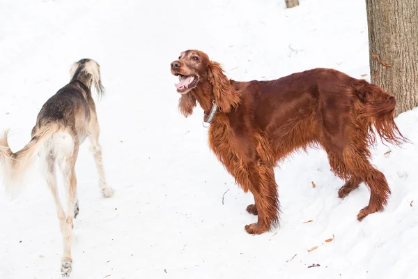 Iki köpek yürüyüş — Stok fotoğraf