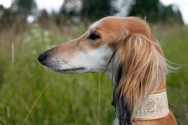 Brown saluki portrait — Stock Photo, Image