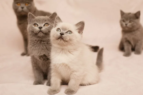 Sitting kittens — Stock Photo, Image