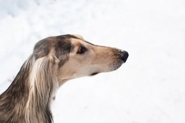 灰色波斯猎犬肖像 — 图库照片