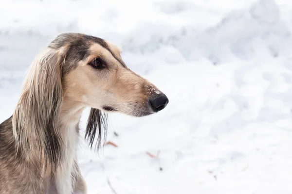 Retrato saluki gris — Foto de Stock