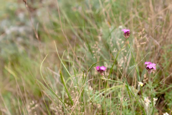 Fiori di campo rosa — Foto Stock