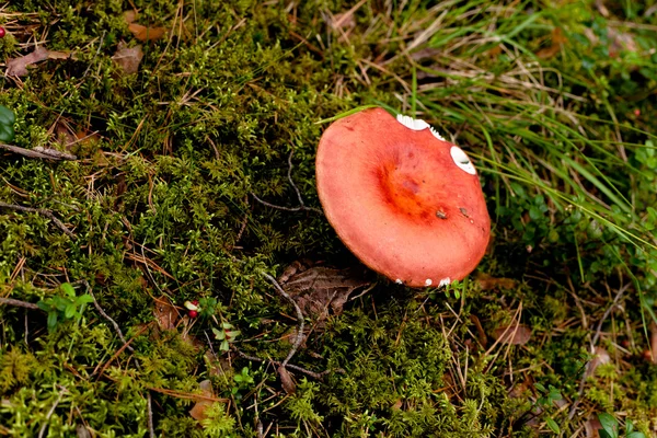 Розовый гриб — стоковое фото