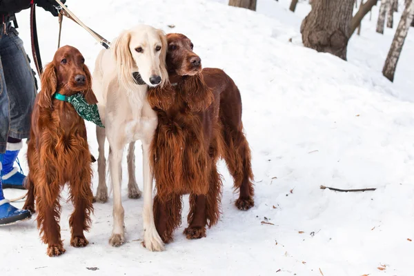 Три собаки стоят — стоковое фото