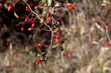 Kırmızı sonbahar meyveler