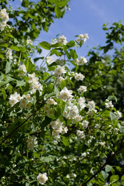 Feuilles vertes et fleurs blanches — Photo