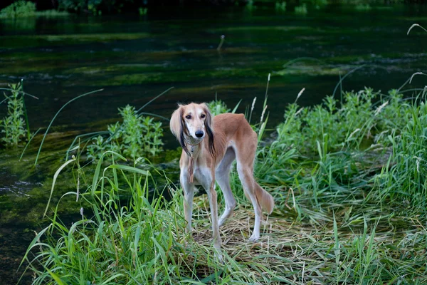 Standing Foun Saluki — Stockfoto