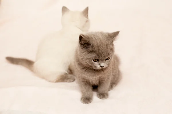 Sitting kittens — Stock Photo, Image