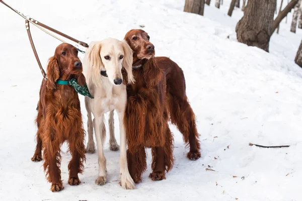 Три собаки стоят — стоковое фото