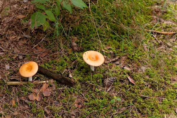 Two yellow mushrooms — Stock Photo, Image