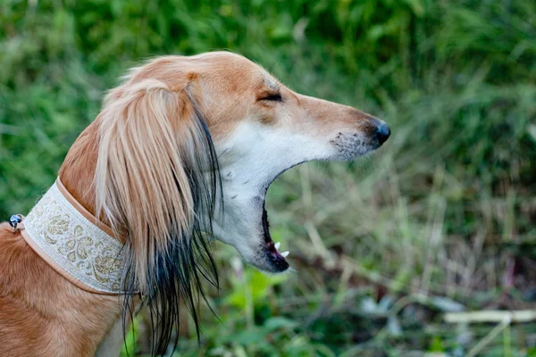 Bruin saluki portret — Stockfoto