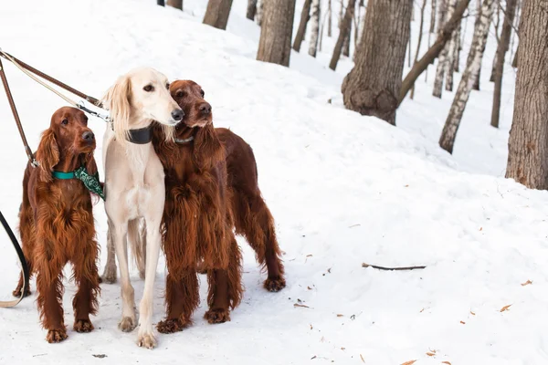 Tre cani in piedi — Foto Stock