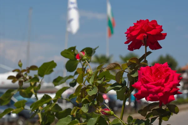 Red roses — Stock Photo, Image