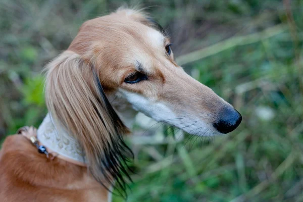 Retrato de saluki marrom — Fotografia de Stock