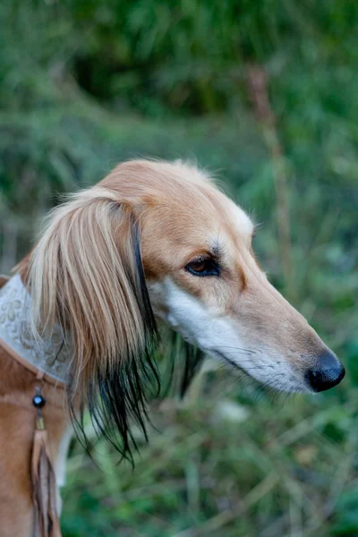 Retrato de saluki marrom — Fotografia de Stock