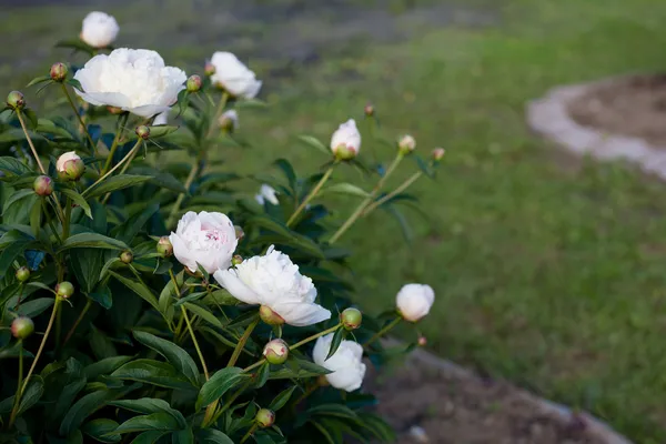 White peonies — Stock Photo, Image