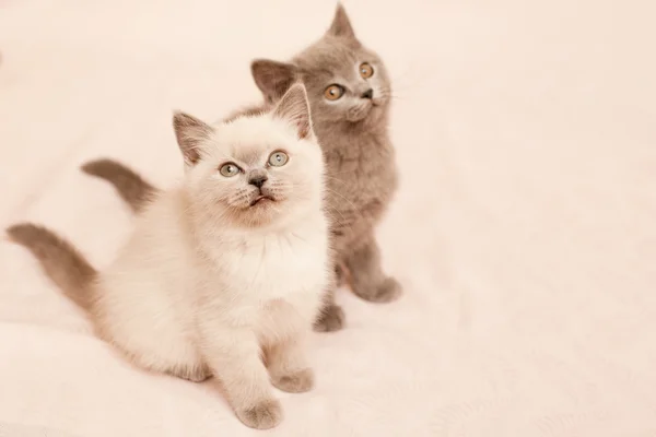 Sitting kittens — Stock Photo, Image