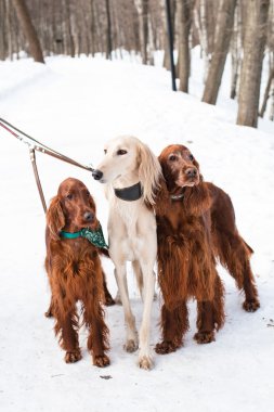 Three dogs standing clipart